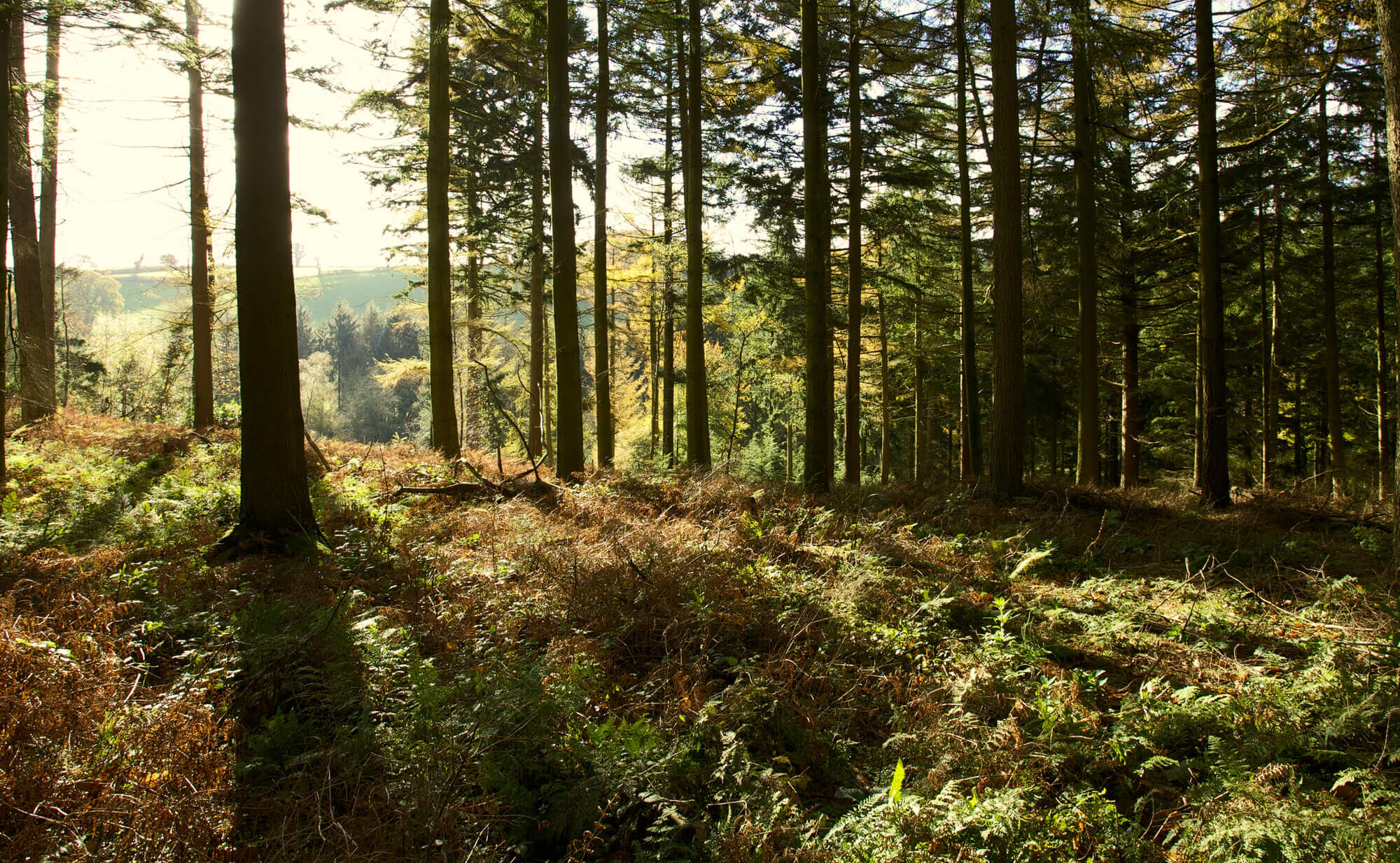 image of a forest and trees, early in the morning, with the sun rising